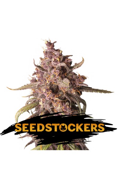 AK420 Auto X3 - Seed Stockers