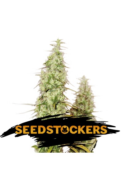 AK420 Auto X3 - Seed Stockers