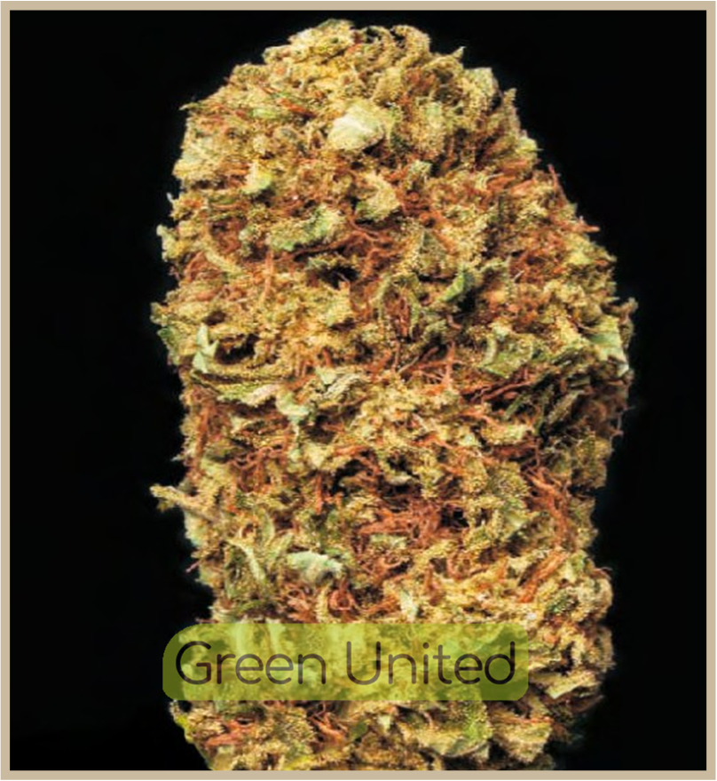 Critical Kush Fem x1 Granel