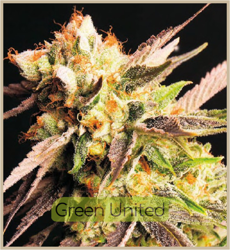Gelato Fem x1 Granel