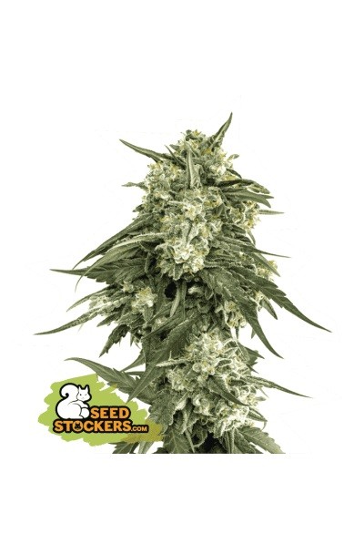 BCN Critical XXL Fast x3 Fem - Seed Stockers