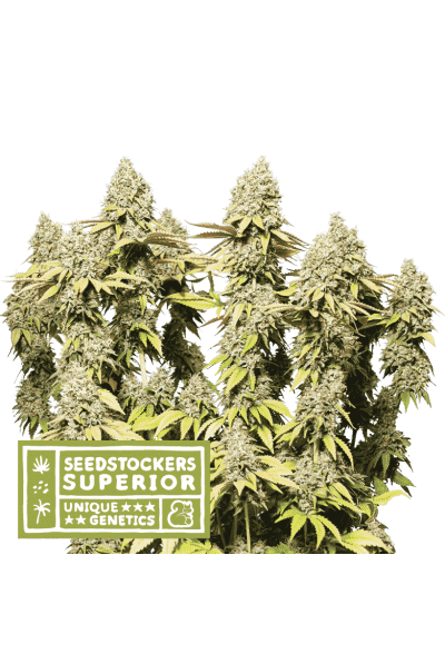 Rucu Cucu OG Auto x3 - Seed Stockers Superior