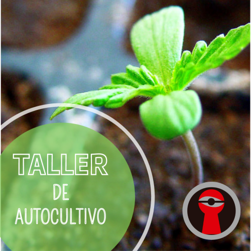 Taller de Autocultivo de Cannabis