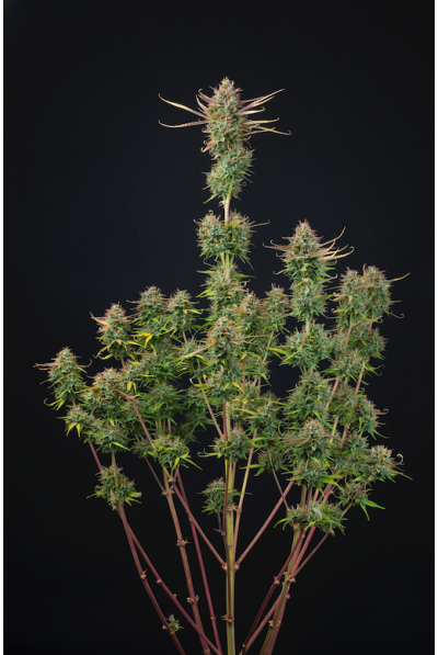 Cookies And Cream Auto x3 - Seed Stockers